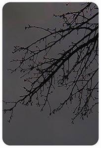 Super Mirror Black (RDS-#10B)